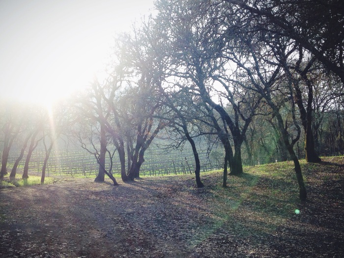 That kiss of sunlight over the Sonoma vines.